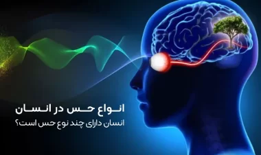 انواع حس در انسان | انسان دارای چند نوع حس است؟